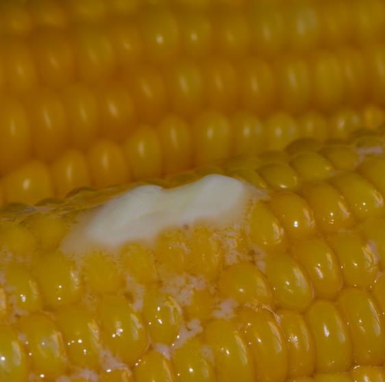 Zea mays Dorinny Sweet (C.O) - Milho Doce Dorinny