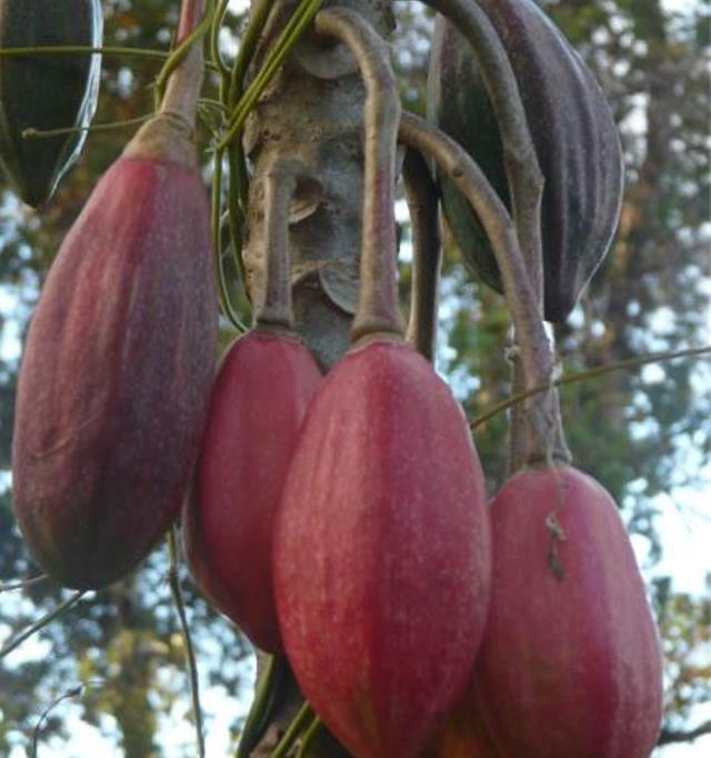 Vasconcellea goudotiana (Carica goudotiana) - Mamão Papayuelo, Papayuelo