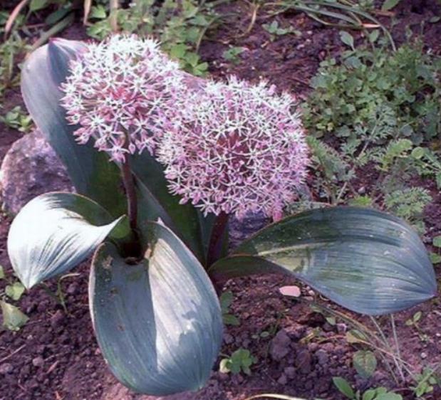 Allium karataviense - Cebola ornamental, Turkestan Allium, Turkestan Onion