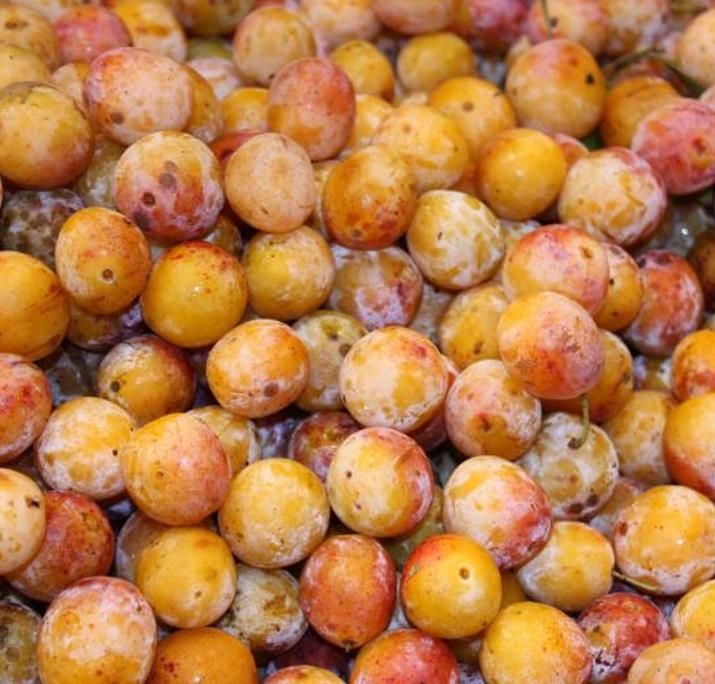 Prunus domestica Subsp. syriaca 'Nancy Red Speckled' - Ameixeira Mel de Lorraine, Ameixa Mirabelle, Mirabelle Plum, Mira