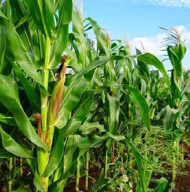 Zea mays Hoppi Turquoise (C.O.) - Milho Azul Hopi