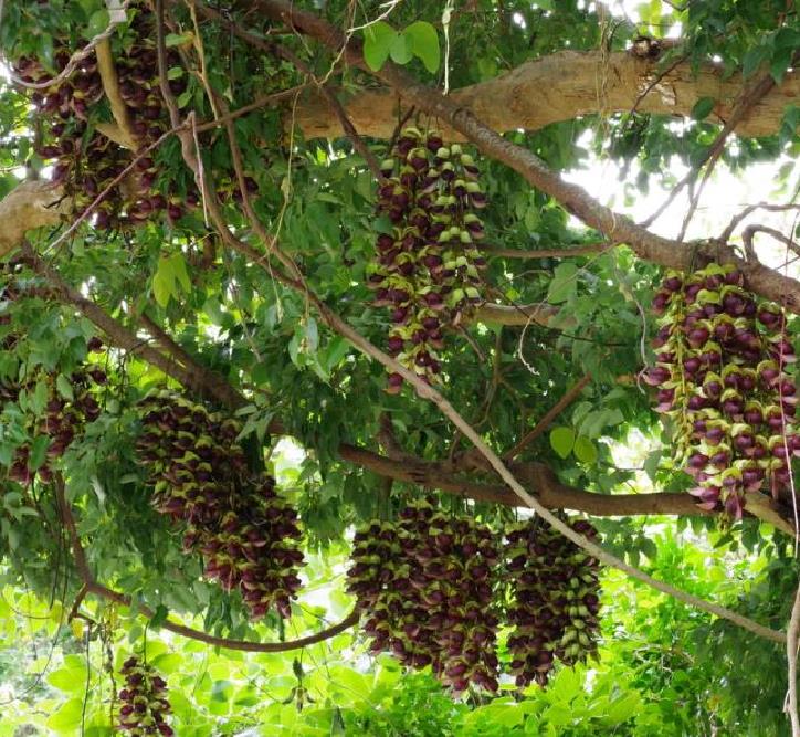 Mucuna macrocarpa - Trepadeira Jade Bicolor, Trepadeira Jade Negra