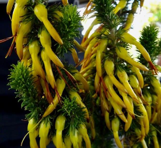 Erica coccinea subsp. Coccinea - Erica coccinea, Urze com Borla, Urze de Borla, Érica verdadeira