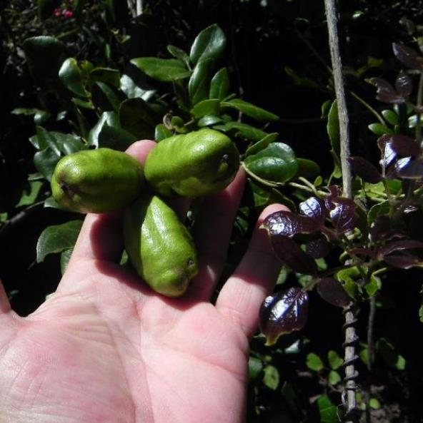 Lardizabala biternata - Coguilera, Coguil, Fruta Zabala, Lardizabala, Voqui Coille