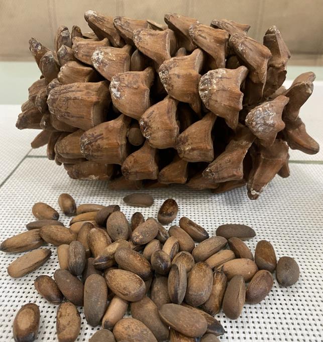 Pinus maximartinezii - Pinhão Martinez, Maxi-Pinhão, Pinhão Real, Pinheiro Zacatecas