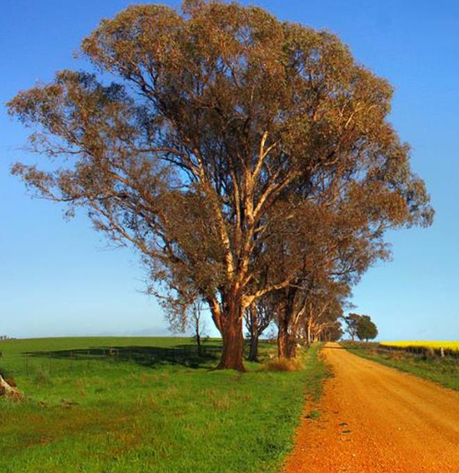 Eucalyptus amygdalina - Eucalipto Goma de Hortelã-Pimenta Preta, Eucalipto Menta, Black Peppermint Eucal