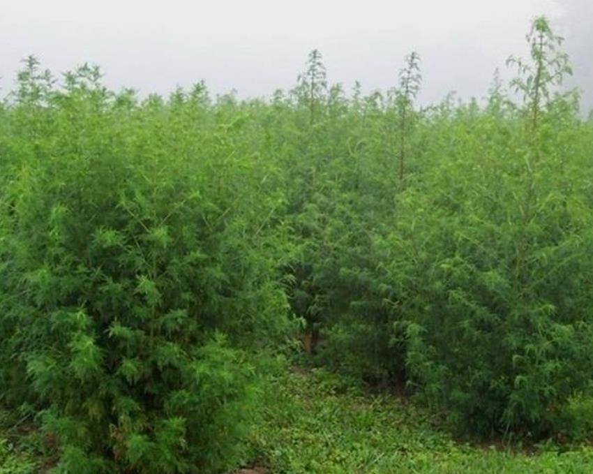 Artemisia annua - Artemisia Doce, Artemisia Antimalárica, Erva Mágica, Chinese Wormwood, Qing Hao