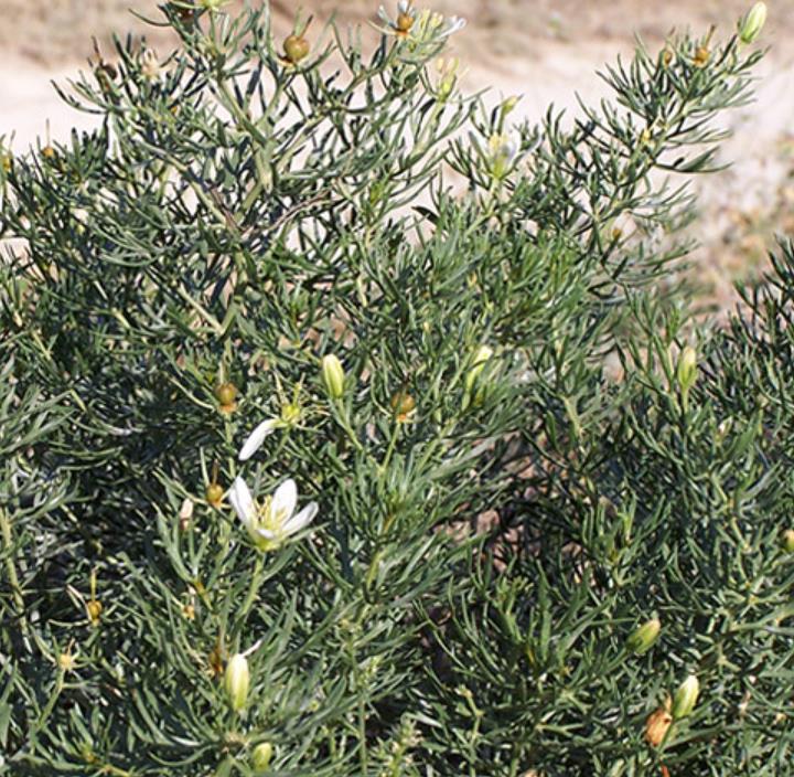 Peganum harmala - Arruda Síria, Arruda Selvagem, Harmal, Arruda Africana