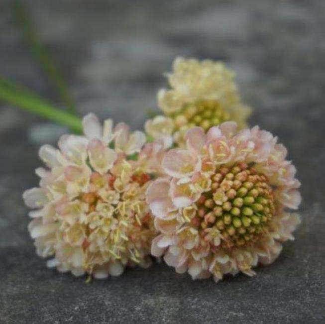 Scabiosa atropurpurea fata Morgana - Doce Escabiosa Creme de Damasco, Escabiosa dos Jardins, Flor da Saudade