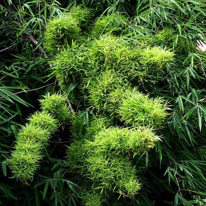Dendrocalamus strictus - Bambu Ferro - Bambu Gigante Ferro, Bambu Sólido