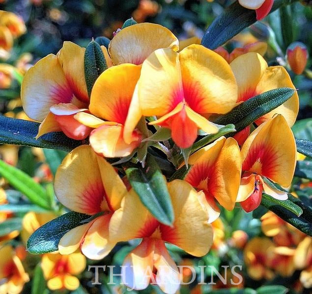 Oxylobium ellipticum - Alecrim Dourado, Golden Shaggy Pea