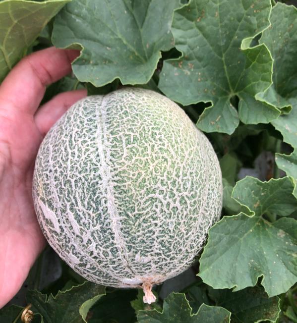 Cucumis melo Minnesota Midget (Certificação Orgânica) - Melão de Minnesota, Melâo Mel Individual de Minnesota