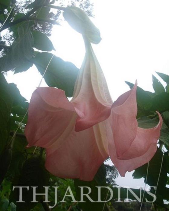Brugmansia suaveolens var. Rosa - Brugmansia rosa, Árvore Datura Floração rosa, Árvore Trombeta de Anjo rosa