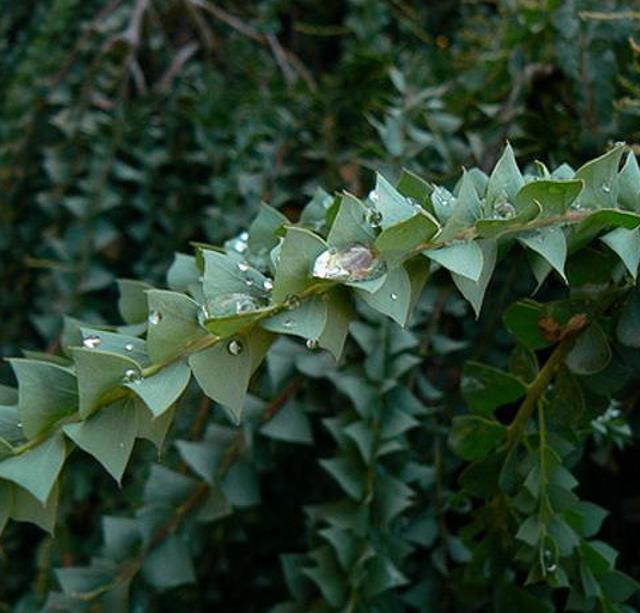 Acacia Pravíssima - Acacia, Ovens Wattle, Wedge-leaf Wattle