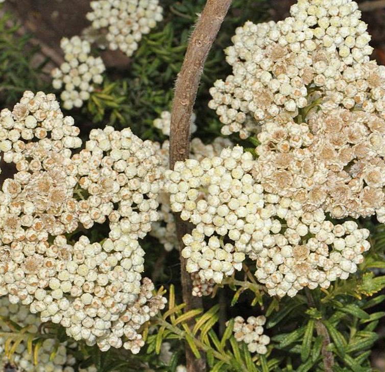 Ozothamnus diosmifolius - Flor de Arroz, Alecrim Selvagem, Arbusto de Sagu, Rice Flower