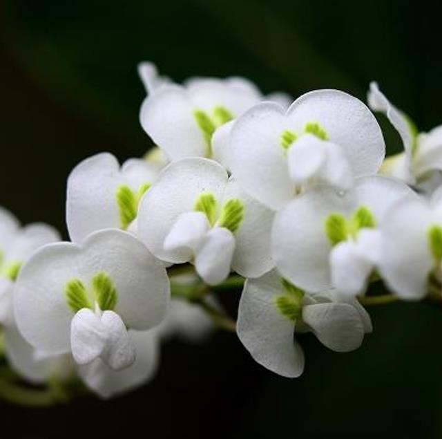 Hardenbergia violacea Alba - Trepadeira Andarilho Branco, Wisteria Branca Australiana, Salsaparilha Selvagem