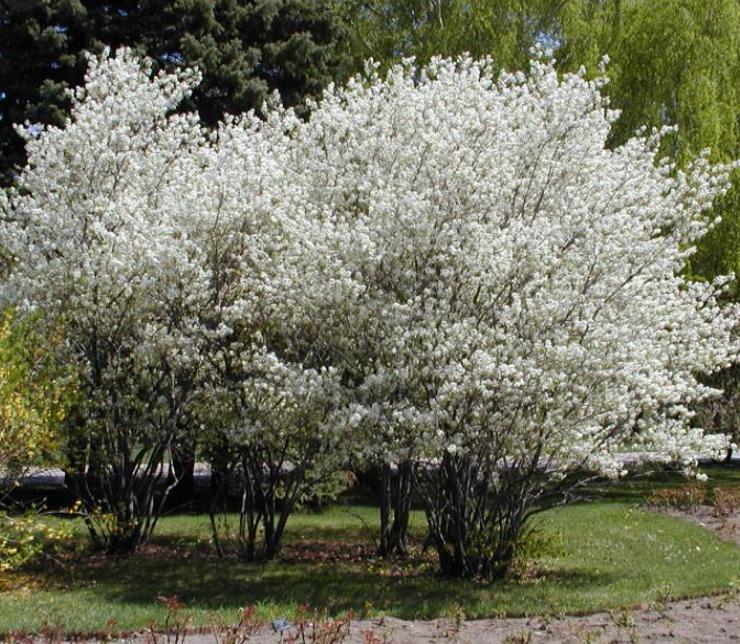 Amelanchier alnifolia - Cereja Saskatoon, Framboesa Saskatoon, Saskatoon Berry