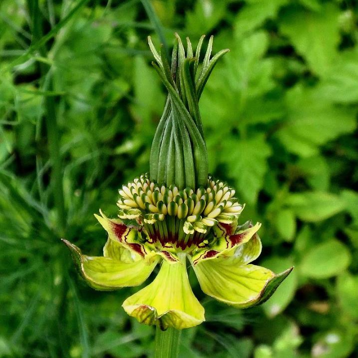 Nigella orientalis 'Transformer', Nigella transformer - Nigella Transformadora, Amor na Névoa, Yellow Love in a Mist, Fl
