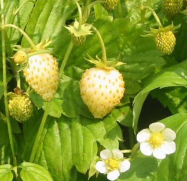 Fragaria vesca Yellow Wonder - Morango Amarelo, Morango Silvestre Amarelo
