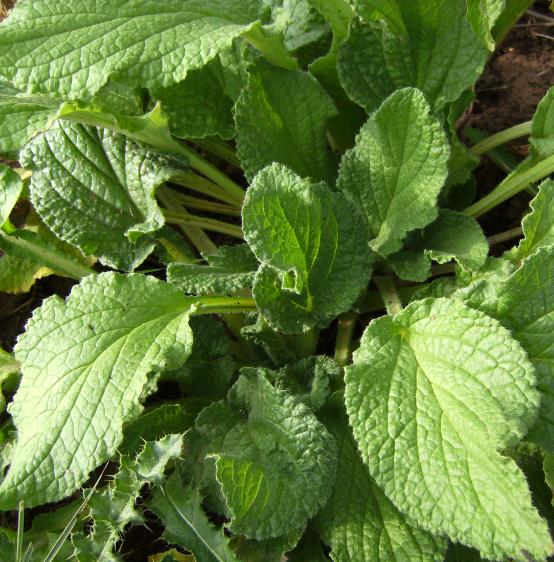 Borago Officinalis Alba - Borragem, Flor Da Alegria, Borage Floração Branco
