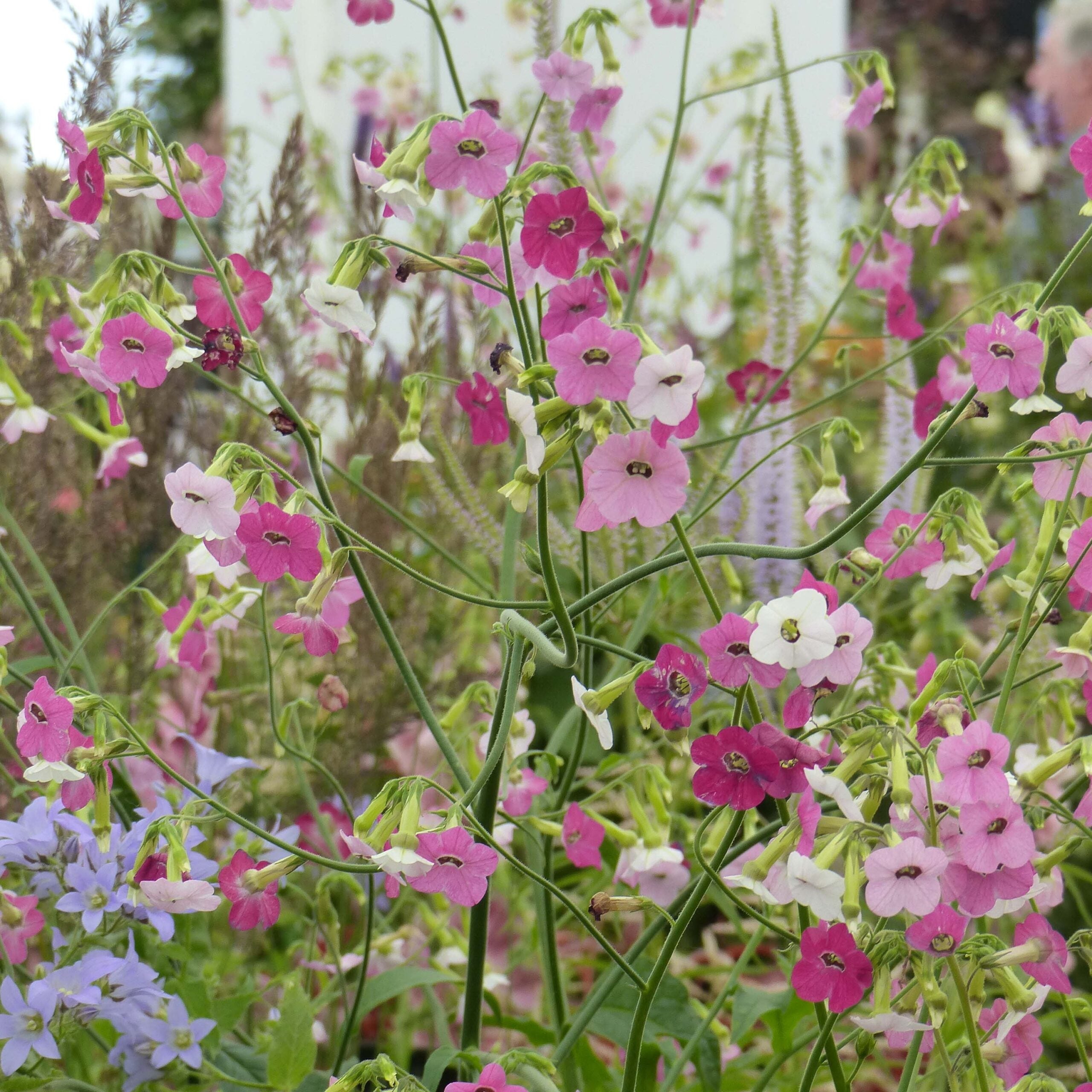 Nicotiana mutabilis 'Marshmallow' Tricolor - Tabaco em Flor, Nicotiana Marshmallow, Flowering Tobacco