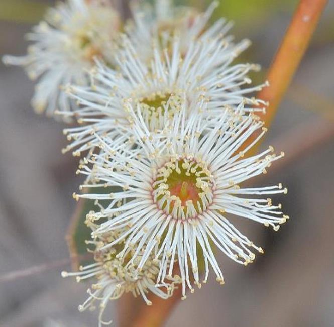 Eucalyptus amygdalina - Eucalipto Goma de Hortelã-Pimenta Preta, Eucalipto Menta, Black Peppermint Eucal