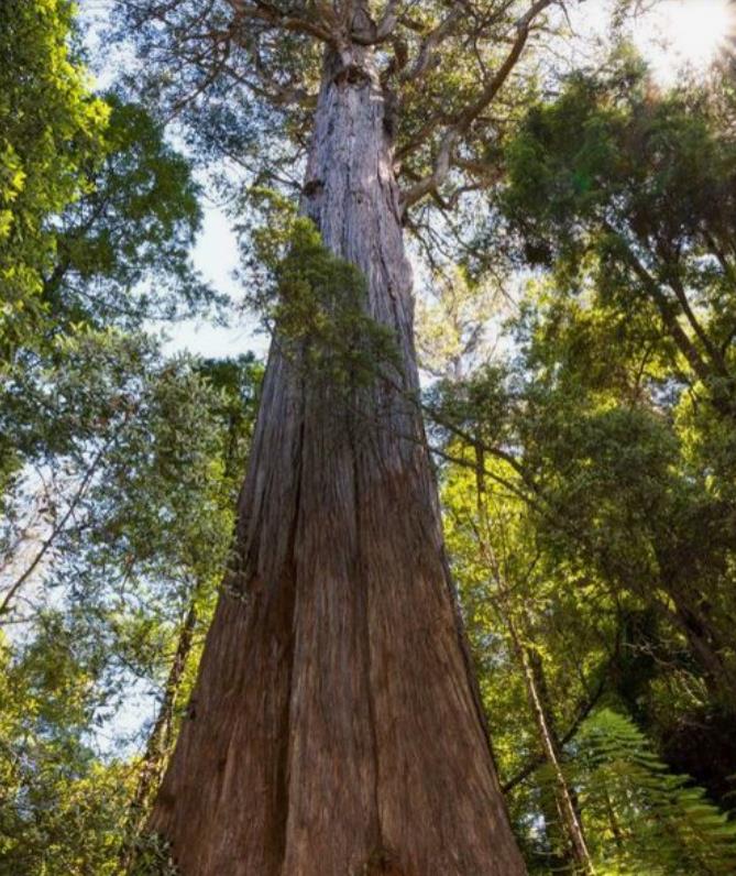 Eucalyptus delegatensis - Eucalipto Gigante, Eucalipto Carvalho da Tasmânia, Eucalipto Goma-Top Madeira Fo