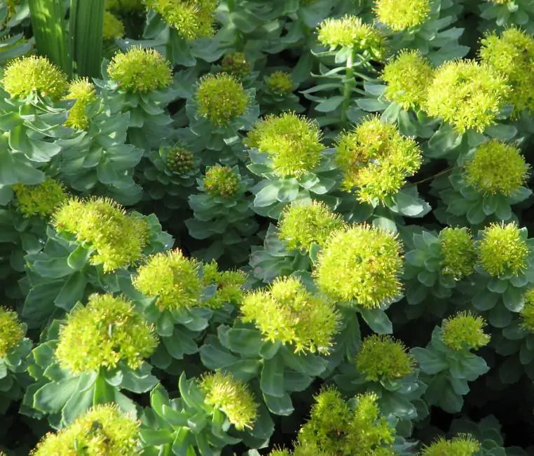 Rhodiola rosea - Raiz de Ouro, Rhodiola, Raiz Dourada, Raiz do Ártico, Roseroot, Golden Root
