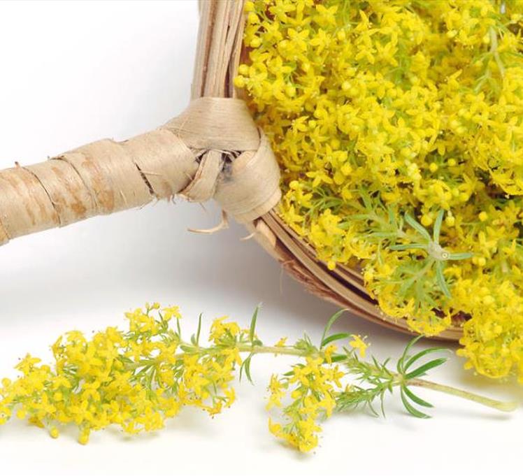 Galium verum subsp. Verum - Erva Coalheira, Erva do coalho, Coalho De Queijo, Gálio, Ladys Bedstraw