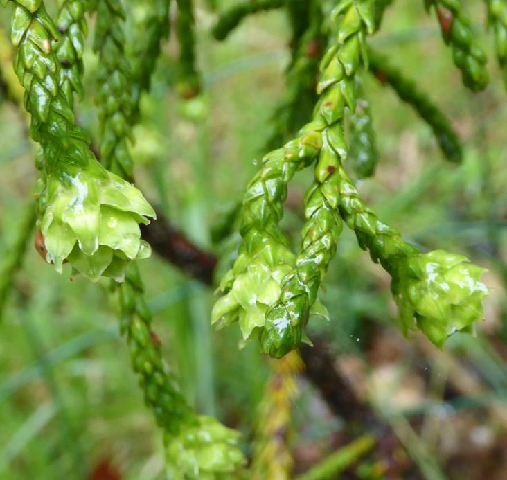 Athrotaxis laxifolia - Pinheiro Atrotaxia, Atrotaxia de Cume, Cedro da Tasmânia, Cedro Summit