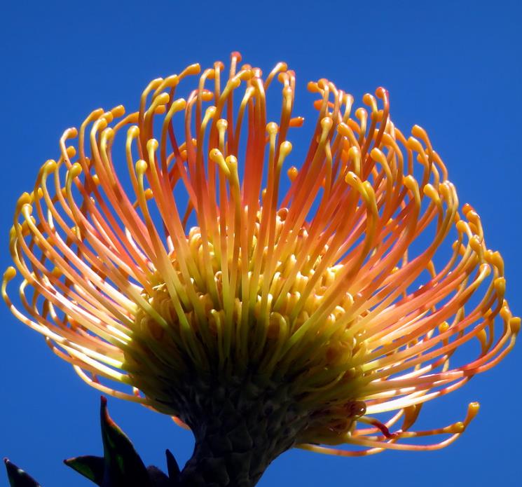 Leucospermum cordifolium - Protea Alfineteiro Ornamental, Almofada de Alfinetes, Pincushion
