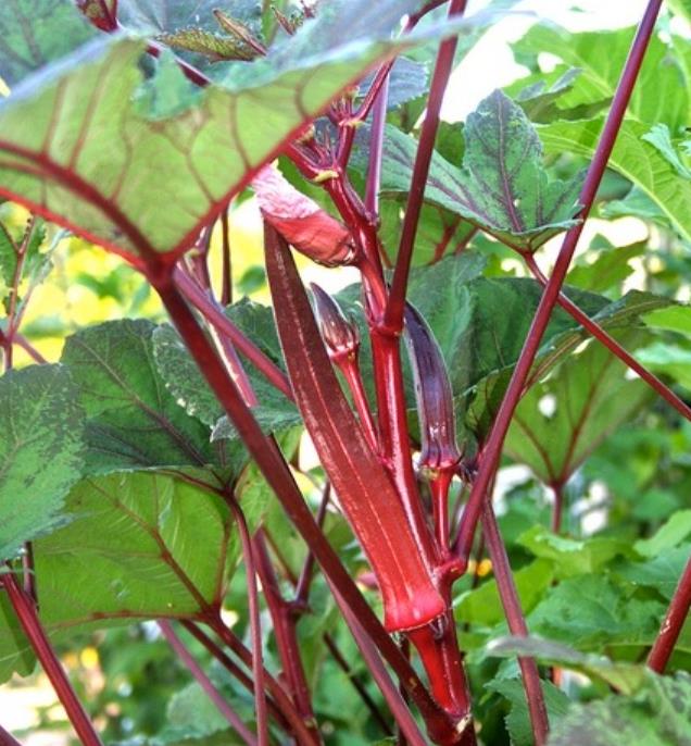 Abelmoschus esculentus Red Burgundy - Quiabo Vermelho Borgonha