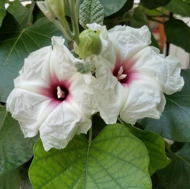 Ipomoea albivenia - (Ipomoea caudiciform), Algodão selvagem, Ipomoea wild cotton
