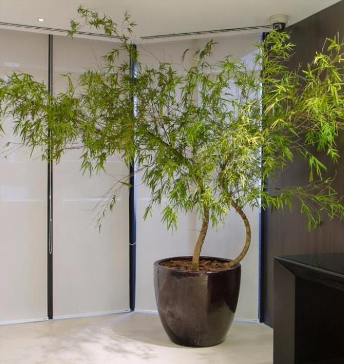 Phyllostachys pubescens (Phyllostachys edulis) - Bambu Mossô, Bambu Gigante Mossô