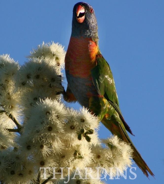 Eucalyptus punctata - Eucalipto Goma Cinza, Goma Cinza Madeira de Ferro, Grey Irongum