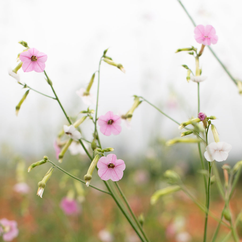 Nicotiana mutabilis 'Marshmallow' Tricolor - Tabaco em Flor, Nicotiana Marshmallow, Flowering Tobacco