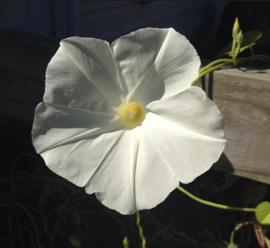Ipomoea tricolor Pearly gates - Trepadeira Glória da manhã Portões de pérolas, Corda de viola, Campainha, Corrio