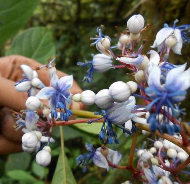 Dichroa febrifuga - Hortência Tibetana, Hortênsia Perene Azul, Quinino Chinês