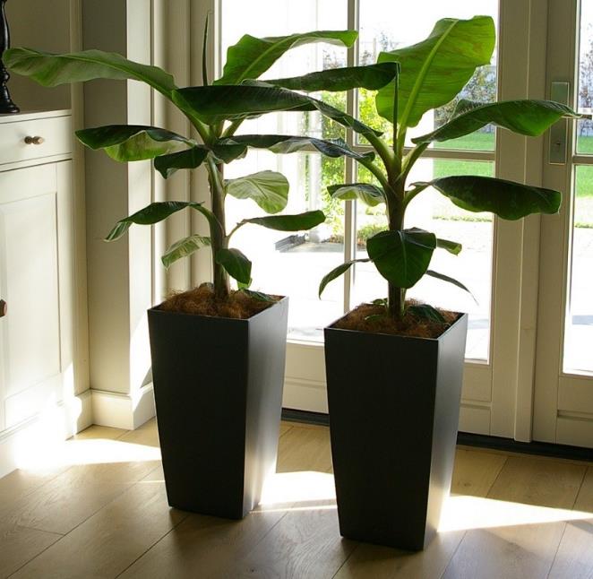 Musa acuminata subsp acuminata dwarf - Bananeira anão, banana acuminata anão, bananeira anã