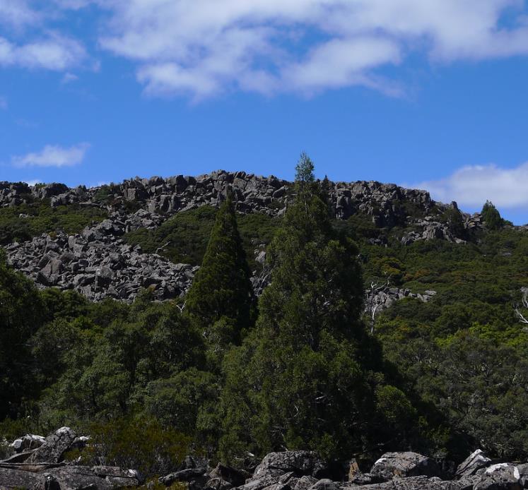 Athrotaxis cupressoides - Pinheiro Lápis, Pinho do lápis, Pencil Pine