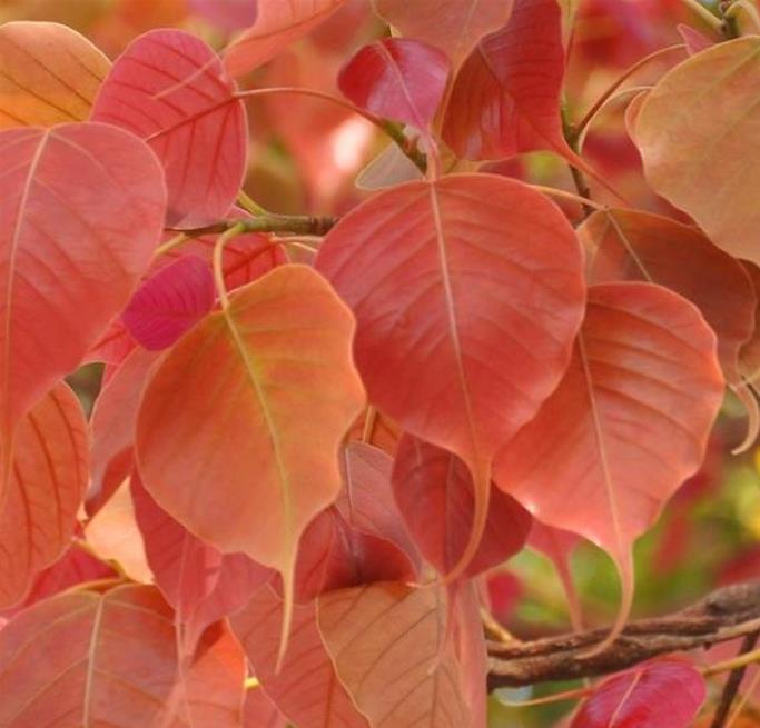 Ficus religiosa - Figueira Religiosa, Figueira dos Pagodes, Figueira Sagrada, Sacred Fig