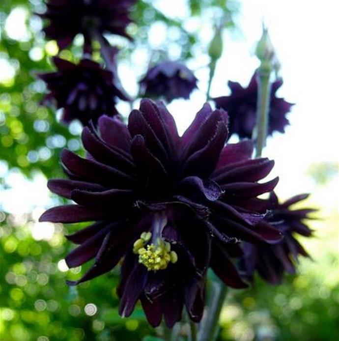 Aquilegia vulgaris Stellata Nora Barlow Black - Aquilegia Flor de Clematis Negra, Rosa Columbina Negra, Aquilegia Barlow