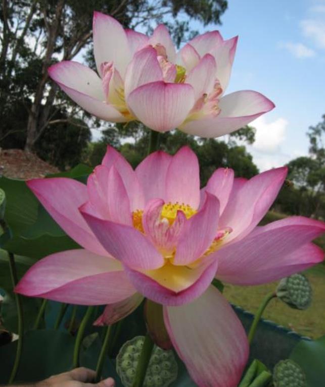 Nelumbo nucifera  - Lótus, Flor de Lótus, Lótus Sagrado, Lótus-da-Índia