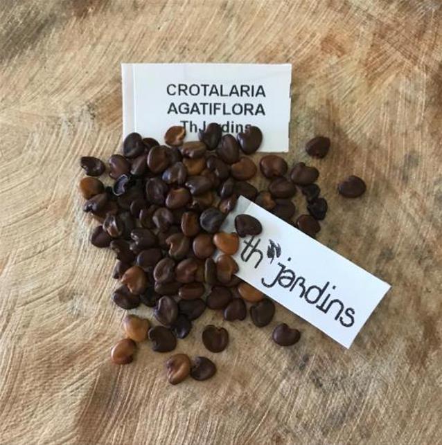 Crotalaria agatiflora -  Arbusto Canário, Arbusto Beija Flor, Flor Pássaro, Birdflower