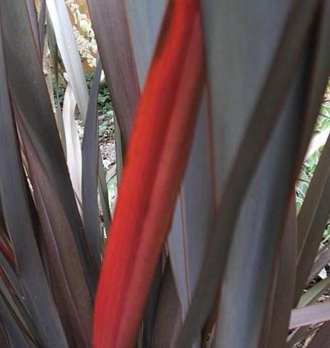 Phormium tenax Purpureum - Linho roxo-avermelhado da Nova Zelândia, Fórmio roxo da Nova Zelândia