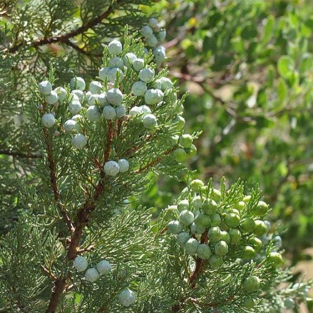 Juniperus deppeana Pachyphloea (Juniperus pachyphloea) - Zimbro do Jararé, Junípero Alligator, Alligator Juniper, Sweet-