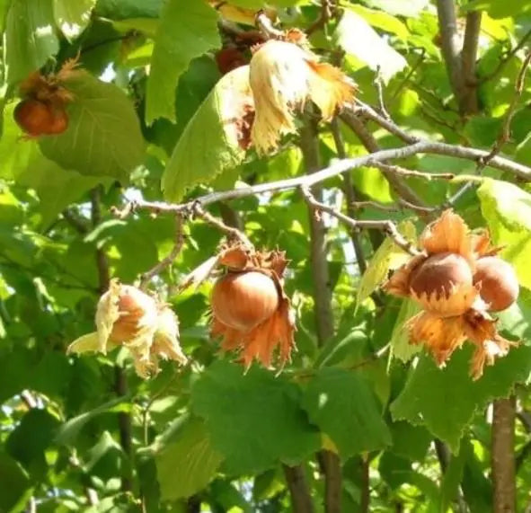Corylus avellana - Avelã, Avelãs Giresum, Hazelnut