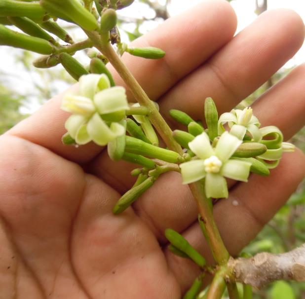 Jacaratia mexicana 'Maroon' - Nome comum: Jacaratia Mexicana, Mamão Papaya Mexicano, Jacarácia, Mamão B