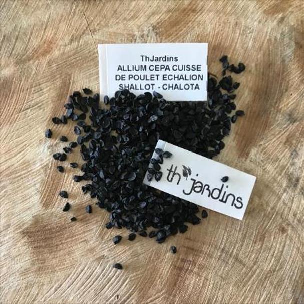 Allium cepa 'Cuisse de Poulet' Echalion (Allium ascalonicum) - Chalota Francesa, Échalote, Shallot