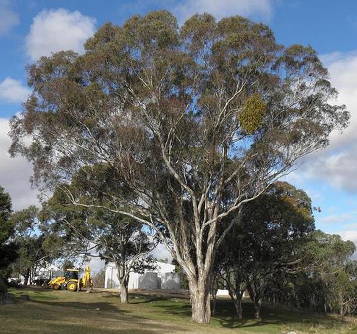 Eucalyptus melliodora - Eucalipto Melífero, Yellow Box